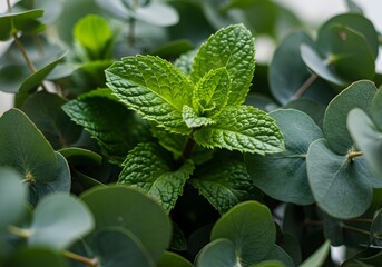 Fresh Mint and Eucalyptus Leaves Close-up for Culinary or Medicinal Use