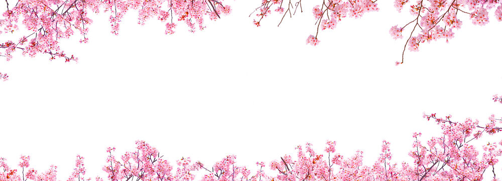 Branch of the blossoming sakura flowers isolated on white background.