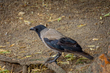 gray crow, a wild bird sitting on a dry branch in the park