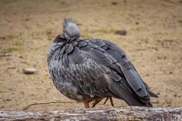 collared-clawed large wild bird against the background of blurry sand