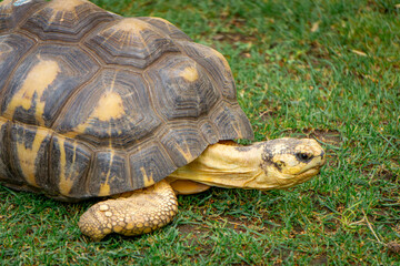 radiated tortoise a large wild animal with a huge beautiful shell