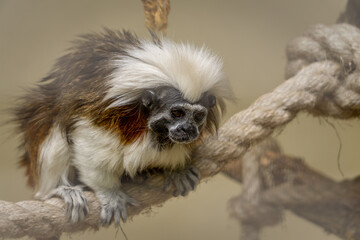 white-crested tamarin, small monkey, wild anthropoid animal