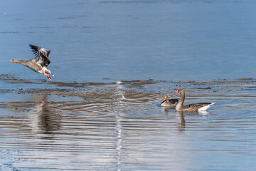 A goose is flying over a pond. Other geese are swimming in the water.