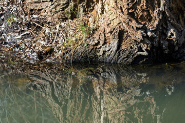 A tree trunk with a reflection of the water in the background. The water is green and murky