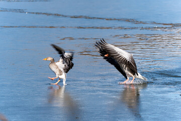 Geese land on a partially frozen pond. The water is cold and the birds are wet