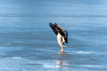 A goose stands on a frozen lake with its wings spread. It looks down at the ice, perhaps looking for food.