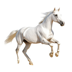 Obraz premium A beautiful horse running on a transparent background