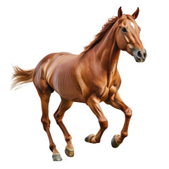 Fototapeta premium A beautiful horse running on a transparent background