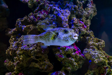 colorful fish in a beautiful aquarium. wild marine fish life in aquarium. clean water, lush vegetation. living organisms in water. underwater wild life