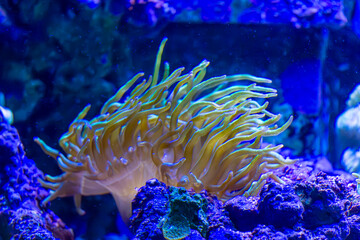 coral reef in aquarium
