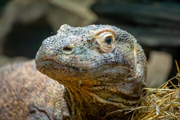 the snout of a Komodo dragon, the world's largest living lizard. wild lizard, wild animal portrait