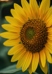A closeup of a bright yellow sunflower showing its intricate details