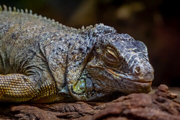 Cuban iguana, large lizard, wild animal side portrait. close-up of the reptile's eyes, mouth, head and protective scales.