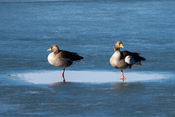 Two geese are standing on a frozen lake. The geese are standing on one paw.
