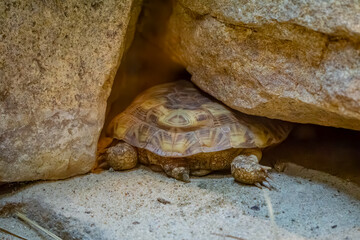 wild animal turtle in shell hiding in rocks