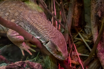 steppe monitor, reptile, lizard. wild animal