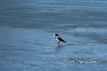A bird is standing on the ice in the water. The bird is black and white. The water is blue