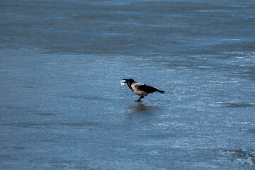 A black and white bird is standing on the ice. It is eating something. The bird is on the water