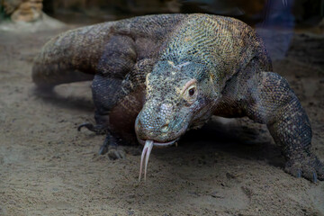 Komodo dragon is a reptile from the lizard family. A view of a wild animal's skin, paws, huge claws, sticking out tongue. a huge reptile called a dragon. the world's largest lizard.