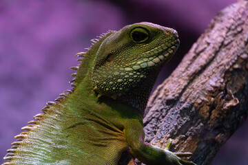marsh agama, wild animal, reptile sitting on a branch. funny lizard, funny lizard face