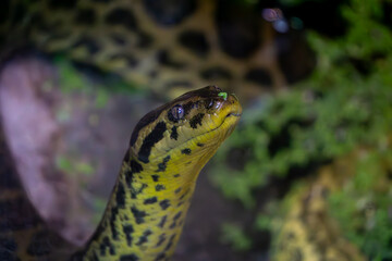 yellow anaconda snake. wild animal, reptile