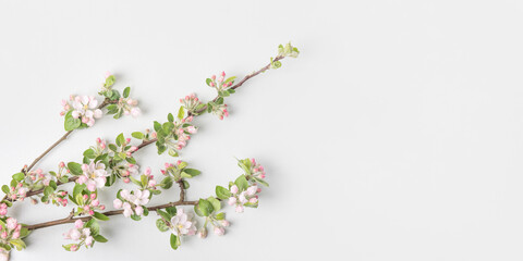 A spring composition on a gray background of blooming apple branches with white and pink flowers with a place for text. Happy Mother's Day greeting card, happy Valentine's Day, March 8th, happy