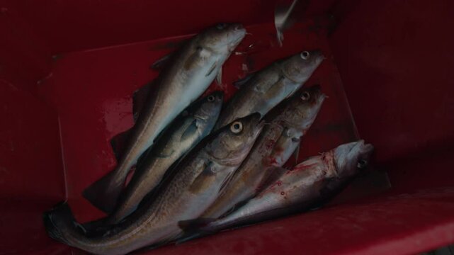 Fisherman puts freshly caught Atlantic cod inside a red container on a fishing boat