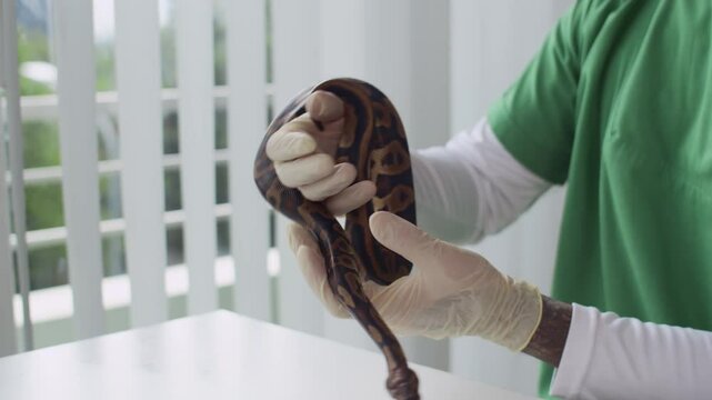 Cropped shot of unrecognizable male herpetologist inspecting health condition of wriggling python on table at clinic