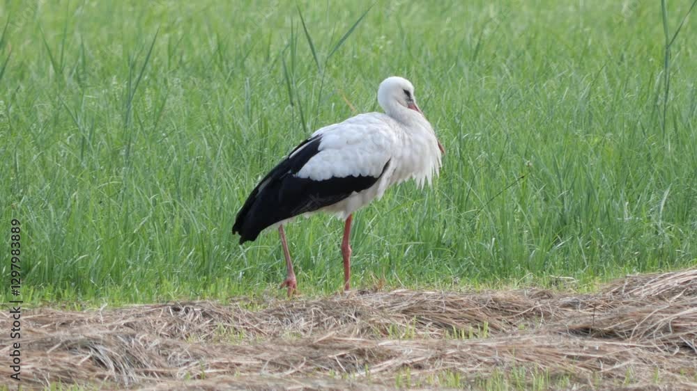 Poster White Stork standing on a Meadow in the Coutryside on a Summer Day Taking a Rest