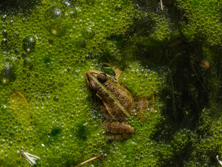 cute frog in the lake