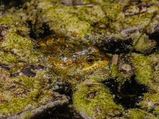 a cute frog in nature
