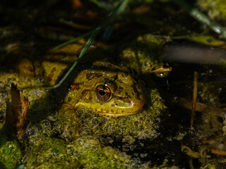 cute frog in the lake