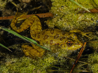 a cute frog in nature