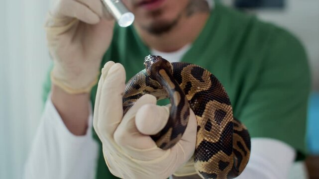 Focus on hands of male herpetologist using flashlight while checking vision of python snake during appointment in clinic