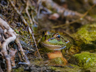 a cute frog in nature