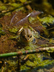 a cute frog in nature