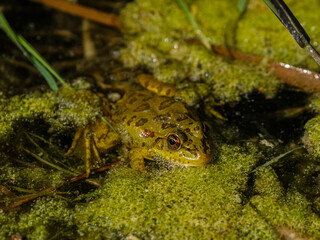 a cute frog in nature
