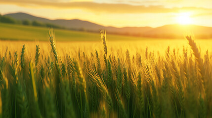 Fototapeta premium The last light of the day illuminates a vibrant wheat field, casting golden and green hues across the landscape as the gentle breeze makes the crops sway. A stunning golden hour sc