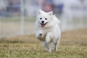 American Eskimo Dog Running Lure Course Sprint Dog Sport