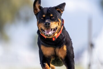 Purebred Rottweiler Running Lure Course Sprint Dog Sport