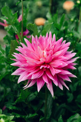 Obraz premium Semi Cactus pink dahlia pointy petals blooms outside spring garden