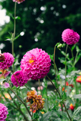 Dahlias blooming in a spring garden tall and short