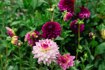 Pink and magenta growing dahlias summer garden © Cavan