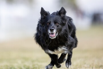 Fototapeta premium Black and White Border Collie Running Lure Course Sprint Dog Sport