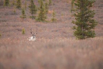 Reindeer Standing in an Autumn Forest with Evergreen Trees and R