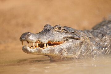 Close-Up of a Caiman in Water Displaying Its Teeth and Textured