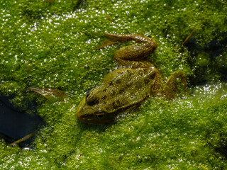 a cute frog in nature