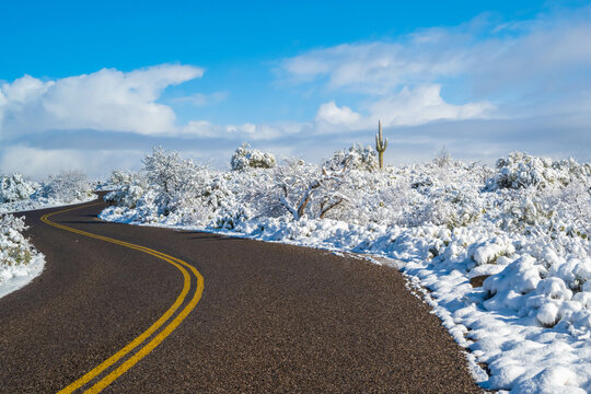 Snow Capped Serenity in Saguaro National Park, Arizona