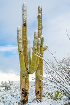 Snow Capped Serenity in Saguaro National Park, Arizona