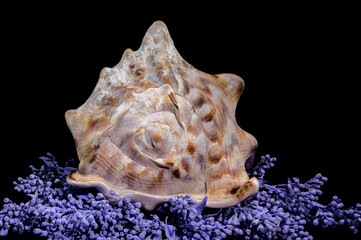 Beautiful King Helmet Shell on Colorful Background